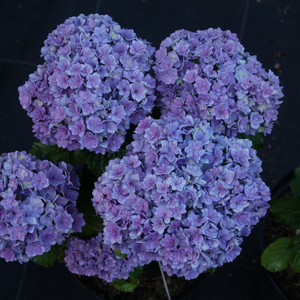 Hortensja ogrodowa (Hydrangea) Together niebieska c3 30-50cm