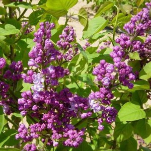 Bez - lilak pospolity (Syringa) Michael Buchner c2 40-50cm