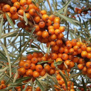 Rokitnik zwyczajny, pospolity (Hippophae rhamnoides) Friesdorfer Orange samopylny c2 30-40cm