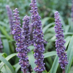 Liriope szafirkowe (Liriope muskari) Ingwersen sadzonka