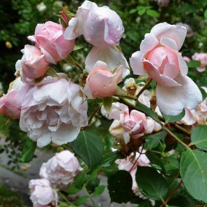 Róża pnąca Albertine różowa c2 40cm