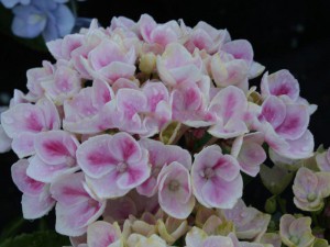 hortensja - Hydrangea Camilla