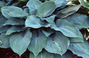 Funkia (Hosta) Blue Angel