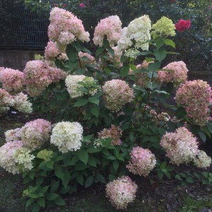 Hortensja bukietowa (Hydrangea) Phantom c3 40-50cm