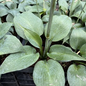 Funkia (Hosta) Bullet Proof sadzonka