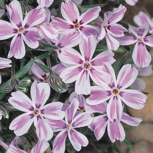 Floks szydlasty (Phlox subulata) Candy Stripes sadzonka
