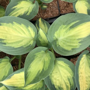 Funkia (Hosta) Forbidden Fruit sadzonka