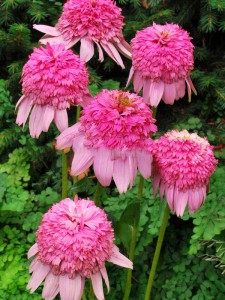 jeżówka purpurowa - Echinacea Secret Romance