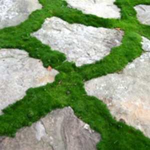 Karmnik ościsty (Sagina subulata) Green Moss c1