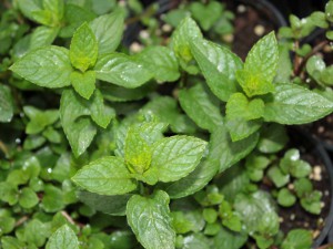 Mięta czekoladowa (Mentha piperata) Chocolate sadzonka