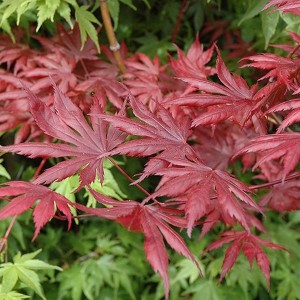 klon palmowy szczepiony (Acer palm.) Trompenburg 80-100cm