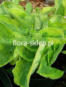 Funkia (Hosta) Twilight c1