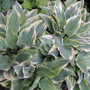 Funkia (Hosta) Poker sadzonka