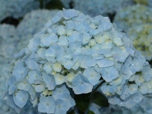 Hortensja ogrodowa (Hydrangea macrophylla) seria Hovaria - Hydrangea Hopaline c3