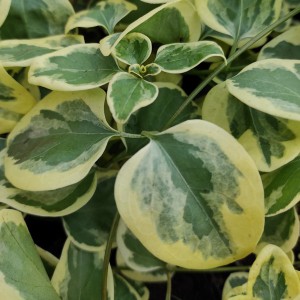 Barwinek większy (Vinca mayor) Expoflora p11 40 cm
