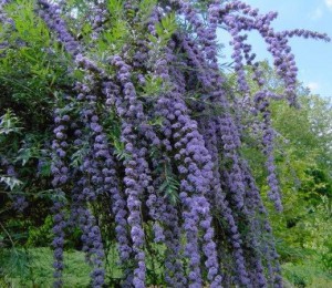 Budleja skrętolistna (Budleja alternifolia) sadzonka 50-70cm