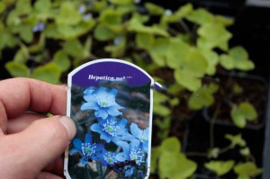 Przylaszczka pospolita (Hepatica nobilis) sadzonka