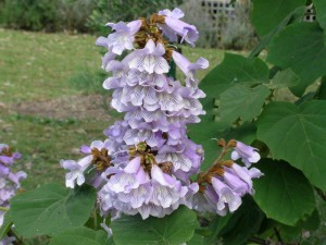 paulownia - cesarskie drzewko szczęścia - sadz.30-40 cm c2