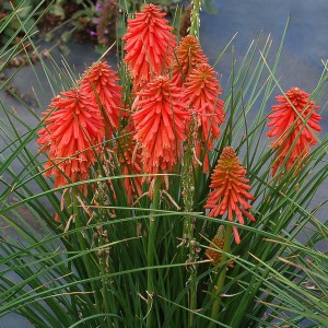 Trytoma (Kniphofia) Poco Red sadzonka