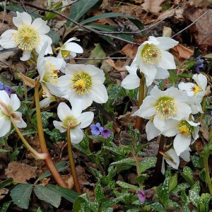 Ciemiernik biały (Helleborus niger) sadzonka