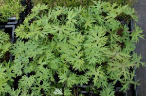 Języczka Przewalskiego (Ligularia przewalskii) sadzonka
