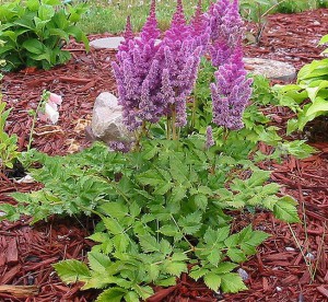 Tawułka chińska (Astilbe chinensis) Pumila p11