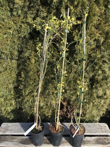 Jaśmin nagokwiatowy (Jasminum nudiflorum) pnącze sadzonka