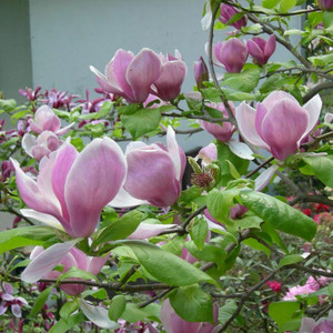 Magnolia pośrednia (Magnolia soulangeana) Lennei c3 100-120cm