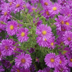 Aster krzaczasty, marcinek (Aster dumosus) Kassel sadzonka