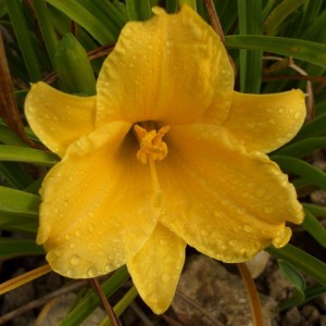 Liliowiec (Hemerocallis) Stella D'oro sadzonka