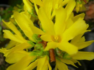 Forsycja pośrednia - Forsythia intermedia