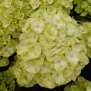 Hortensja ogrodowa (Hydrangea) Caipirinha c2 20-30cm