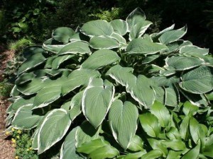Funkia (Hosta) Frosted Jade sadzonka c1
