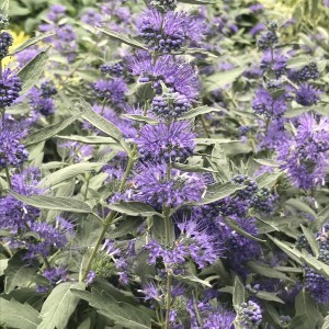 Barbula (Caryopteris clandonensis) Sterling Silver sadzonka