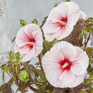 Hibiskus bylinowy (Hibiscus moscheutos) Carousel Jolly Heart sadzonka