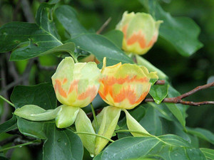 Tulipanowiec amerykański (Liriodendron) sadzonka