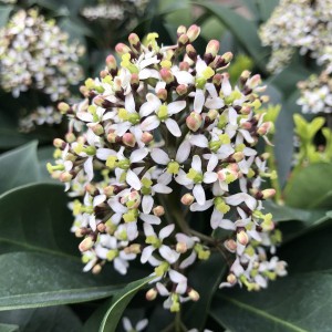 Skimia japońska (Skimmia japonica) Redruth c2 40-50cm odm. żeńska z owocami