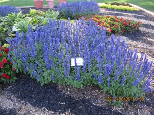 Szałwia omszona (Salvia nemorosa) Blauhugel