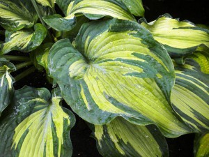 Funkia (Hosta) Guardian Angel c1
