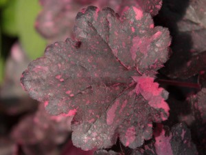 żurawka - Heuchera Midnight Rose Select