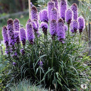 Liatra kłosowa (Liatris) Kobold sadzonka p9