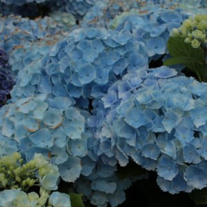 Hortensja ogrodowa (Hydrangea) Homigo c3 50-70cm