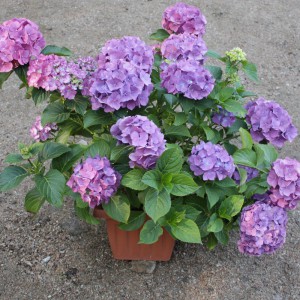 Hortensja ogrodowa (Hydrangea Macrophylla) Hamburg c2 40-50 cm