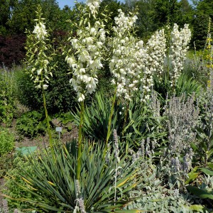Juka (Yucca filamentosa) sadzonka c2