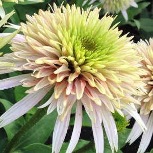 Jeżówka purpurowa (Echinacea) Cherry Fluff c1
