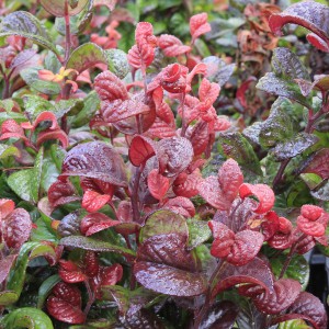 Kiścień (Leucothoe axillaris) Curly Red sadzonka 20-35cm
