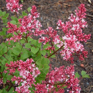 Bez -  lilak (Syringa) Palibin pachnący c1 40-50cm