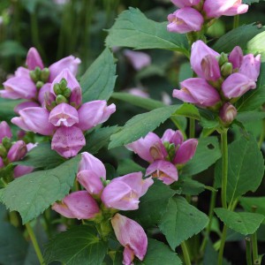 Żółwik ukośny (Chelone obliqua) kwiaty różowe sadzonka