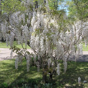 Glicynia macrostachya (Wisteria frutescenns) Clara Mack - biała c2 80-90cm