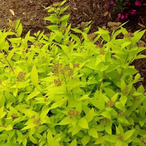 Tawuła japońska (Spiraea japonica) Golden Princess c2 20-30cm